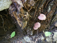 Callistosporium purpureomarginatum