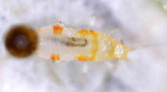 Thysanoptera