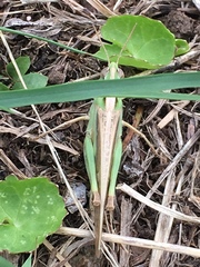 Aiolopus thalassinus tamulus