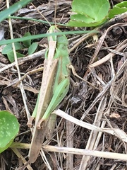 Aiolopus thalassinus tamulus