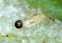 Thysanoptera