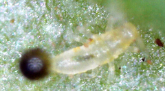 Thysanoptera
