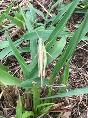 Aiolopus thalassinus tamulus