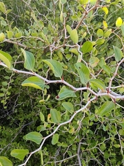 Ziziphus lotus
