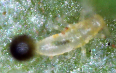 Thysanoptera