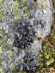 Umbilicaria cylindrica