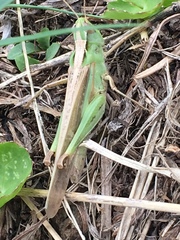 Aiolopus thalassinus tamulus