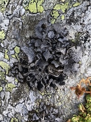 Umbilicaria cylindrica