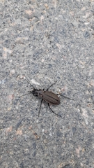 Carabus granulatus