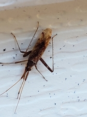 Heteroptera