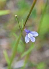Lobelia kalmii