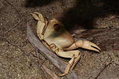 Cardisoma guanhumi