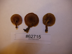 Callistosporium purpureomarginatum