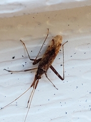 Heteroptera