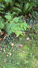 Hypericum androsaemum