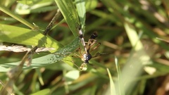 Ptychoptera contaminata