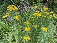 Solidago