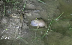 Occidozyga lima