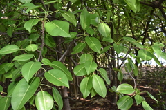 Hippomane mancinella