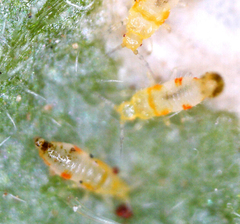 Thysanoptera