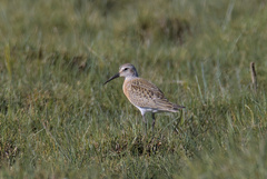 Calidris ferruginea