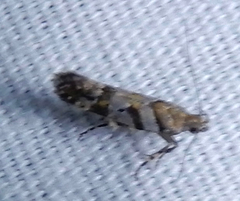 Aristotelia devexella