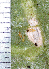 Thysanoptera
