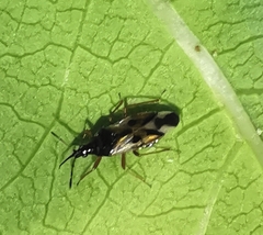 Anthocoris nemorum