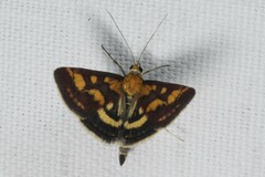 Pyrausta purpuralis