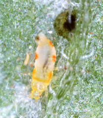 Thysanoptera