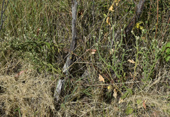Pterocaulon ciliosum