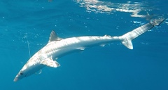 Australian Sharpnose Shark photo 2
