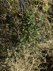 Pterocaulon ciliosum