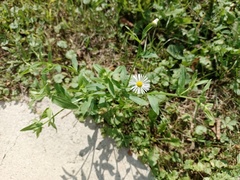 Erigeron strigosus