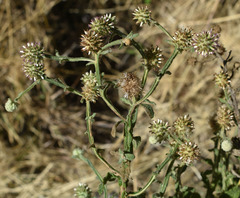 Pterocaulon ciliosum