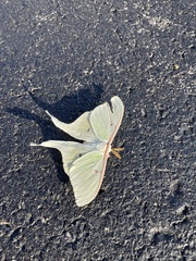 Actias luna