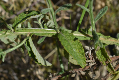 Pterocaulon ciliosum