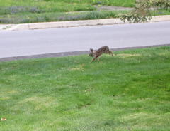 Sylvilagus floridanus