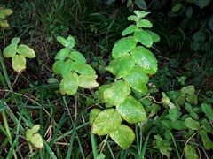 Mentha × piperita