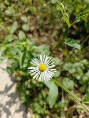 Erigeron strigosus