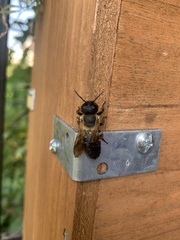 Megachile sculpturalis