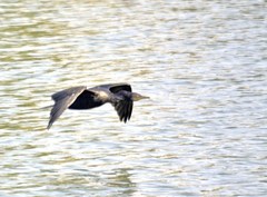 Phalacrocorax fuscicollis