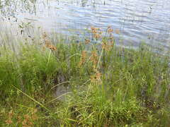 Scirpus