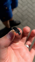 Pterostichus melanarius