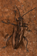 Donaciinae