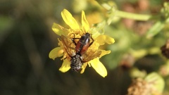 Eriothrix rufomaculata