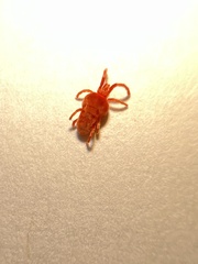 Trombidioidea