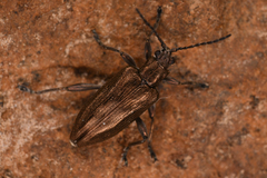 Donaciinae