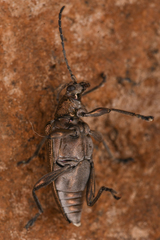 Donaciinae