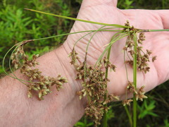 Scirpus